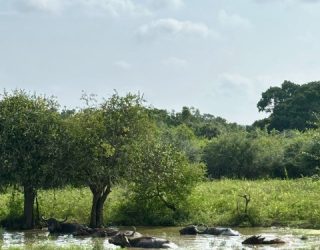 Natuur in Yala park
