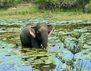 Op safari in Yala National Park