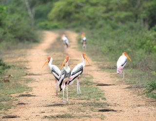 Vogels in Yala
