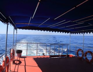 Boot walvissen en dolfijnen spotten