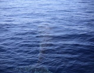 Walvis onder water