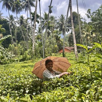 Local in rijstveld in Sri Lanka