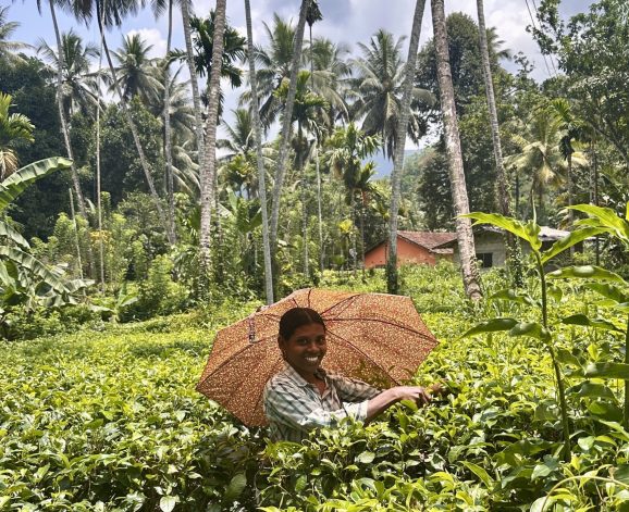 Local in rijstveld in Sri Lanka