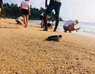 Schildpad wandelt over het strand