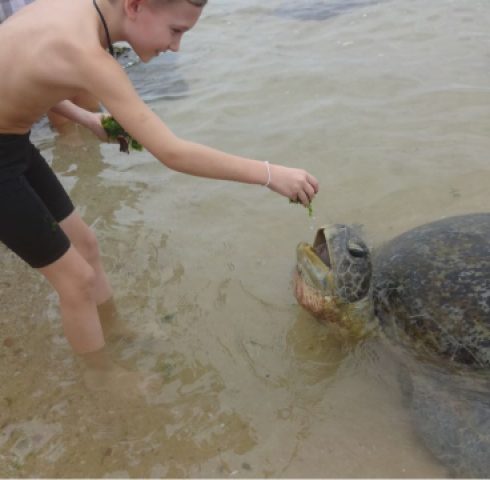 Schildpadden spotten