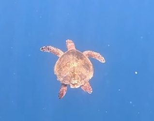 Zwemmende schildpad Malediven