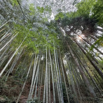 Bomen Usuki
