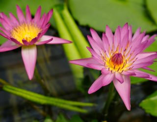 Bloemen op water Beppu