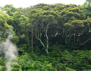 Bomen bij heetwaterbronnen Beppu
