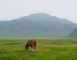 Aso natuur met paard