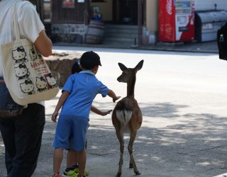 Kindje met hertje in Japan