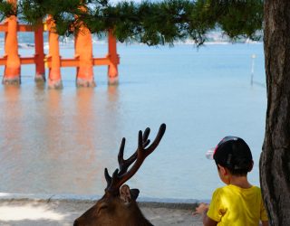 Kindje en hertje bij torii-poort Japan