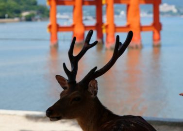 Met de hertjes op stap in Miyajima