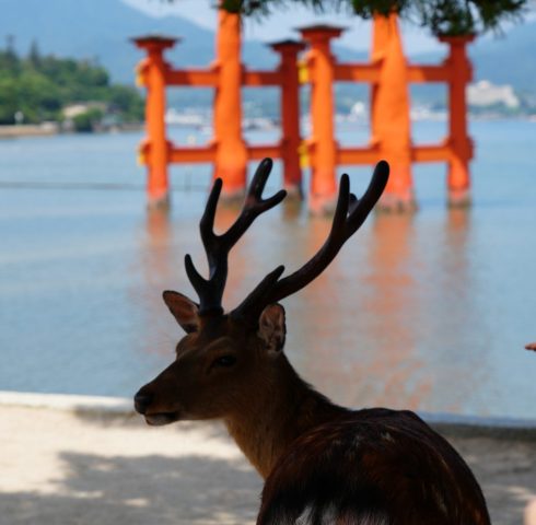 Met de hertjes op stap in Miyajima
