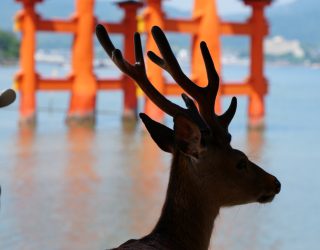 Hert en drijvende torii-poort in Japan