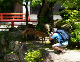 Herten bij Daishō-in Tempel in Japan
