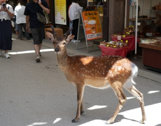 Hertje op Omotesando Street Japan