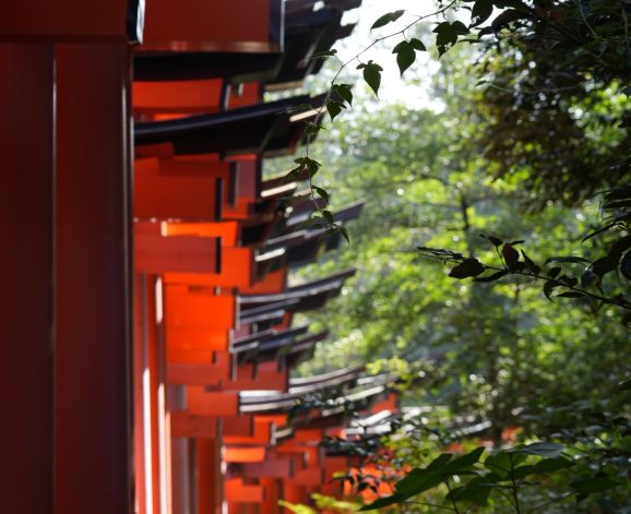 rode torii-poorten in natuur Japan
