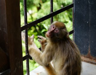 Snowmonkey kijkt in Japan