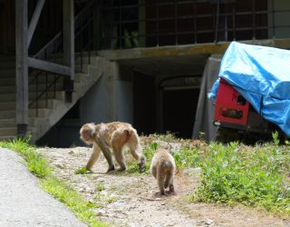Wandelende aapjes in Snow Monkey Park Japan