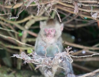 Snowmonkey in boom Japan