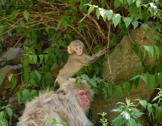 Ouder en kind aapje in natuur Japan
