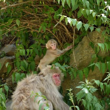 Ouder en kind aapje in natuur Japan