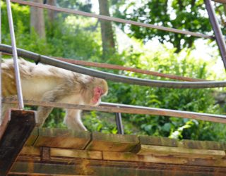 Snowmonkey op brug in Japan