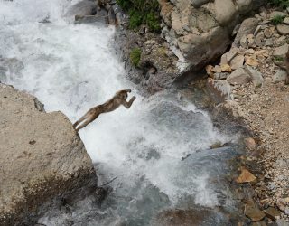 Snowmonkey springt over water