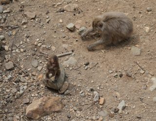 Snowmonkeys in natuur Japan