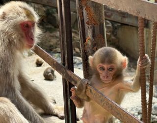 Baby aapje met ouder in Snow Monkey Park