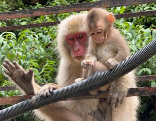 Ouder met baby aapje Japan