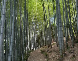 bamboebos Japan