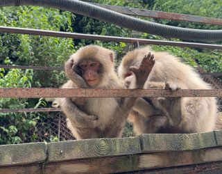 Snowmonkeys in Nagano