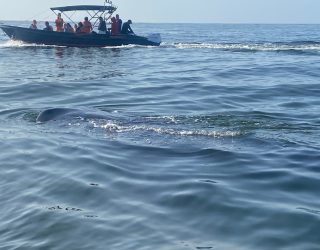 Met de boot naar walvishaai