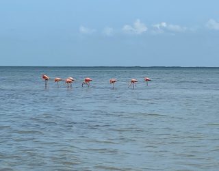 Vogels in water Isla Holbox