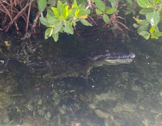 Zwemmende krokodil Rio Lagartos