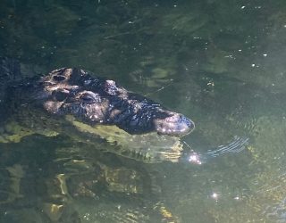 Krokodil Rio Lagartos