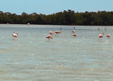 Flamingo Fiesta op het Water