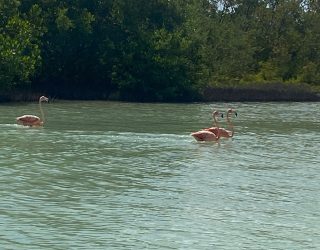 Flamingo's spotten in Rio Lagartos