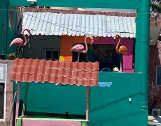 Huisje met flamingo's