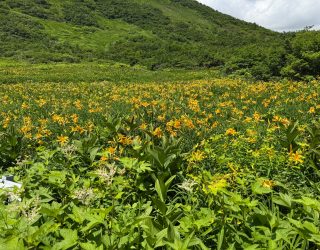 Bloemenweide tijdens hike Hakuba