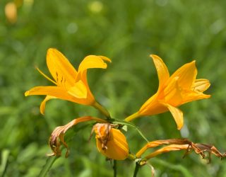 Bloemen in bloemenweide Hakuba