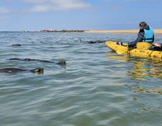 Kajakken tussen de zeehonden