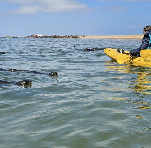 Kajakken tussen de zeehonden
