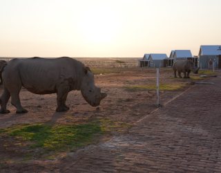 Neushoorn op verblijf in Mariental