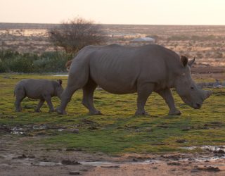 Neushoorns in omgeving Mariental