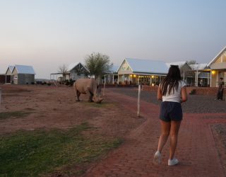 Tiener spot neushoorn in verblijf Mariental