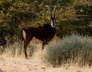 Wilde dieren spotten in Mariental