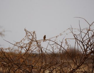 Vogel reservaat Mariental